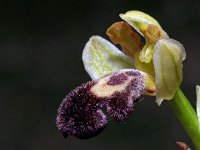 Ophrys dyris 24, Saxifraga-Hans Dekker