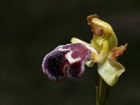 Ophrys dyris 26 Saxifraga-Hans Dekker
