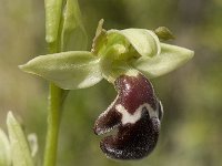 Ophrys dyris 3, Saxifraga-Jan van der Straaten
