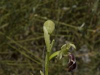 Ophrys dyris 6, Saxifraga-Willem van Kruijsbergen