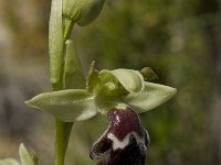 Ophrys dyris 7, Saxifraga-Willem van Kruijsbergen