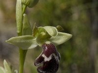 Ophrys dyris 9, Saxifraga-Willem van Kruijsbergen