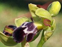 Ophrys dyris algarvensis 28, Saxifraga-Hans Dekker