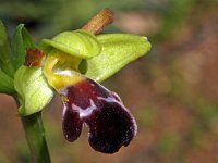 Ophrys dyris algarvensis 29, Saxifraga-Hans Dekker
