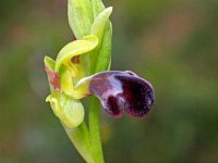 Ophrys dyris algarvensis 30, Saxifraga-Hans Dekker