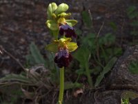 Ophrys eleonora 1, Saxifraga-Hans Dekker