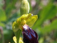 Ophrys eleonora 2, Saxifraga-Hans Dekker