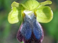 Ophrys eleonora 3, Saxifraga-Hans Dekker