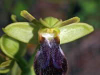 Ophrys eleonora 4, Saxifraga-Hans Dekker