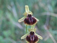 Ophrys epirotica 1, Saxifraga-Eugen Schaub