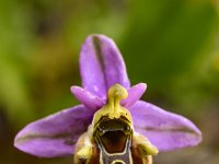 Ophrys episcopalis 10, Saxifraga-Harry Jans