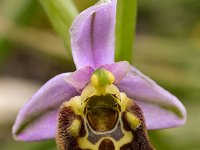 Ophrys episcopalis 11, Saxifraga-Harry Jans
