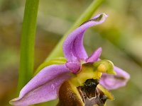 Ophrys episcopalis 12, Saxifraga-Harry Jans
