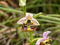 Ophrys episcopalis 13, Saxifraga-Harry Jans