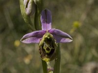 Ophrys episcopalis 3, Saxifraga-Willem van Kruijsbergen