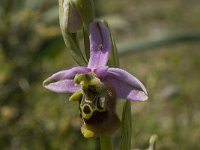 Ophrys episcopalis 4, Saxifraga-Willem van Kruijsbergen