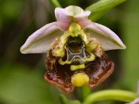 Ophrys episcopalis 6, Saxifraga-Harry Jans