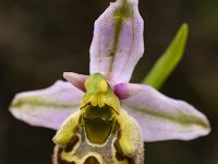 Ophrys episcopalis 7, Saxifraga-Harry Jans