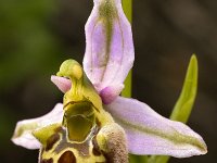 Ophrys episcopalis 8, Saxifraga-Harry Jans
