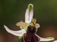 Ophrys exaltata 1, Saxifraga-Hans Dekker