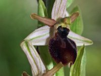 Ophrys exaltata 2, Saxifraga-Hans Dekker