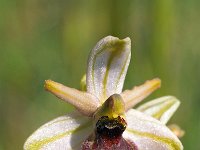 Ophrys exaltata 28, Saxifraga-Hans Dekker