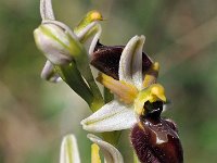 Ophrys exaltata 29, Saxifraga-Hans Dekker