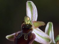 Ophrys exaltata 3, Saxifraga-Hans Dekker