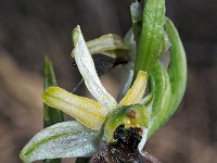 Ophrys exaltata 30, Saxifraga-Hans Dekker