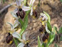 Ophrys exaltata 31, Saxifraga-Hans Dekker