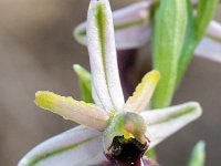 Ophrys exaltata 32, Saxifraga-Hans Dekker