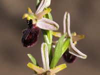 Ophrys exaltata 33, Saxifraga-Hans Dekker