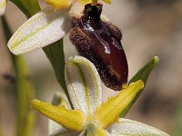 Ophrys exaltata 34, Saxifraga-Hans Dekker