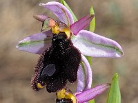 Ophrys exaltata 35, Saxifraga-Hans Dekker