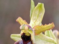 Ophrys exaltata ssp marzuola 11, Saxifraga-Hans Dekker