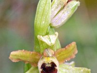 Ophrys exaltata ssp marzuola 12, Saxifraga-Hans Dekker