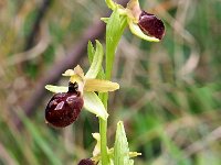 Ophrys exaltata ssp marzuola 13, Saxifraga-Hans Dekker