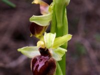 Ophrys exaltata ssp marzuola 15, Saxifraga-Hans Dekker