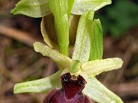 Ophrys exaltata ssp marzuola 17, Saxifraga-Hans Dekker