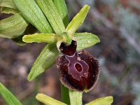 Ophrys exaltata ssp marzuola 23, Saxifraga-Hans Dekker