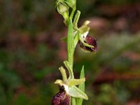 Ophrys exaltata ssp marzuola 25, Saxifraga-Hans Dekker