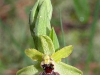 Ophrys exaltata ssp marzuola 26, Saxifraga-Hans Dekker