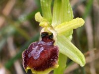Ophrys exaltata ssp marzuola 6, Saxifraga-Hans Dekker