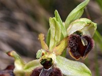 Ophrys exaltata ssp marzuola 7, Saxifraga-Hans Dekker