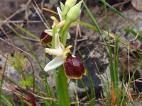 Ophrys exaltata ssp marzuola 8, Saxifraga-Hans Dekker
