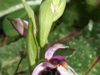 Ophrys explanata 1, Saxifraga-Hans Dekker