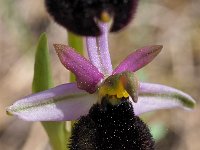 Ophrys explanata 10, Saxifraga-Hans Dekker