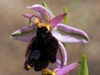 Ophrys explanata 11, Saxifraga-Hans Dekker