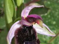 Ophrys explanata 2, Saxifraga-Hans Dekker