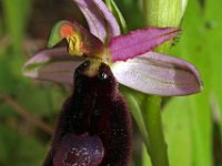 Ophrys explanata 3, Saxifraga-Hans Dekker
